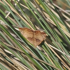 Chrysolarentia mecynata (Mecynata Carpet Moth) at Mount Clear, ACT - 3 Mar 2025 by RAllen