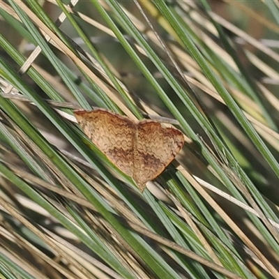 Chrysolarentia mecynata (Mecynata Carpet Moth) at Mount Clear, ACT - 3 Mar 2025 by RAllen