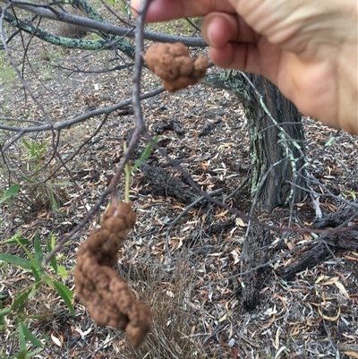 Acacia implexa (Hickory Wattle, Lightwood) at Crowther, NSW - 8 Mar 2025 by Frecko