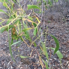 Acacia implexa at Crowther, NSW - 8 Mar 2025 04:55 PM