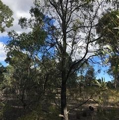 Acacia implexa at Crowther, NSW - 8 Mar 2025 04:55 PM
