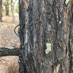 Acacia implexa at Crowther, NSW - 8 Mar 2025 04:55 PM