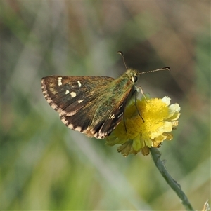 Atkinsia dominula (Two-brand grass-skipper) at Mount Clear, ACT - 3 Mar 2025 by RAllen