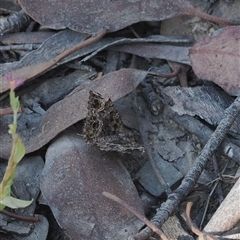 Chrysolarentia gypsomela (Gypsum Carpet) at Mount Clear, ACT - 3 Mar 2025 by RAllen