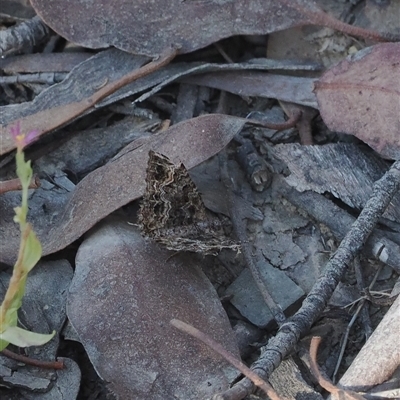 Chrysolarentia gypsomela (Gypsum Carpet) at Mount Clear, ACT - 3 Mar 2025 by RAllen