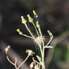 Senecio campylocarpus at Mount Clear, ACT - 3 Mar 2025 by RAllen