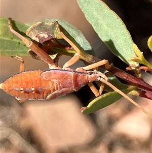 Amorbus rhombifer at Fentons Creek, VIC - suppressed