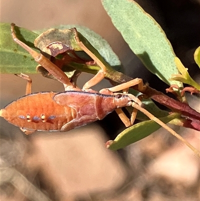 Amorbus rhombifer (Leaf-Footed Bug) at Fentons Creek, VIC - 8 Mar 2025 by KL