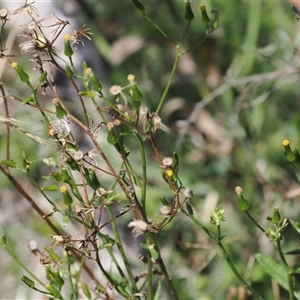 Senecio sp. (A Fireweed) at Booth, ACT - 3 Mar 2025 by RAllen