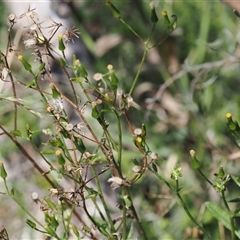 Senecio (genus) at Booth, ACT - 3 Mar 2025 12:57 PM