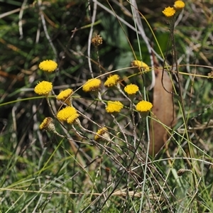 Leptorhynchos squamatus subsp. squamatus at Booth, ACT - 3 Mar 2025 01:00 PM