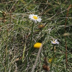 Brachyscome sp. (Cut-leaf Daisy) at Booth, ACT - 3 Mar 2025 by RAllen