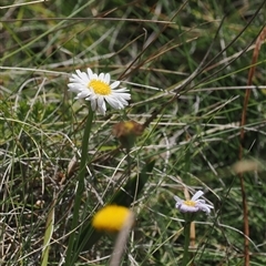 Brachyscome sp. at Booth, ACT - 3 Mar 2025 01:01 PM