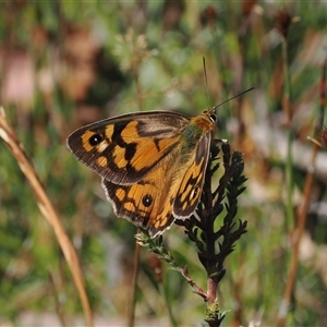 Heteronympha penelope at Booth, ACT - 3 Mar 2025 01:36 PM