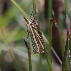 Hednota megalarcha (A Crambid moth) at Booth, ACT - 3 Mar 2025 by RAllen