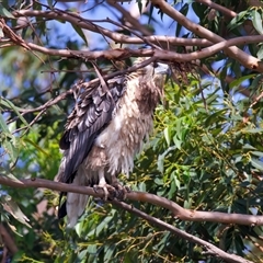 Haliaeetus leucogaster (White-bellied Sea-Eagle) at Jeremadra, NSW - 8 Mar 2025 by jb2602