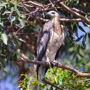 Haliaeetus leucogaster at Jeremadra, NSW - 8 Mar 2025 01:55 PM