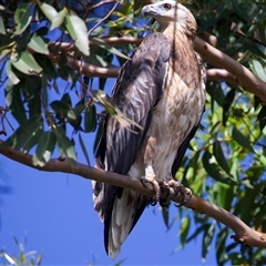 Haliaeetus leucogaster at Jeremadra, NSW - 8 Mar 2025 01:55 PM