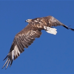 Haliaeetus leucogaster at Jeremadra, NSW - 8 Mar 2025 01:55 PM