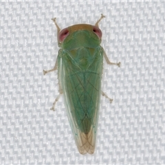 Batracomorphus sp. (genus) (An Iassinae leafhopper) at Melba, ACT - 6 Mar 2025 by kasiaaus