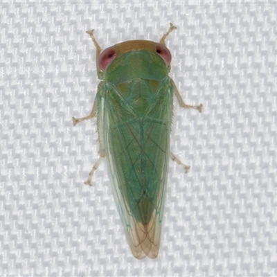 Batracomorphus sp. (genus) (An Iassinae leafhopper) at Melba, ACT - 6 Mar 2025 by kasiaaus