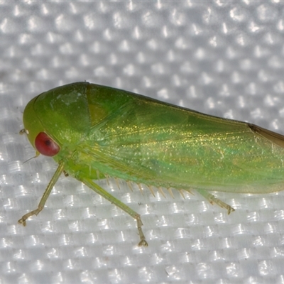 Batracomorphus sp. (genus) (An Iassinae leafhopper) at Melba, ACT - 6 Mar 2025 by kasiaaus