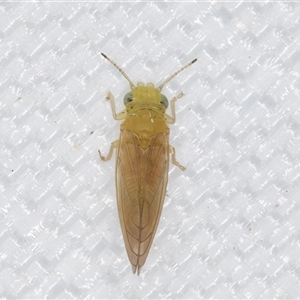 Eucalyptolyma maideni at Melba, ACT - 6 Mar 2025 11:06 PM
