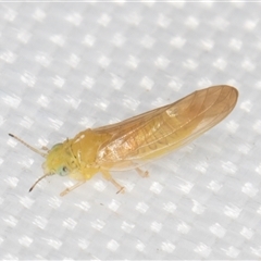 Eucalyptolyma maideni at Melba, ACT - 6 Mar 2025 11:06 PM