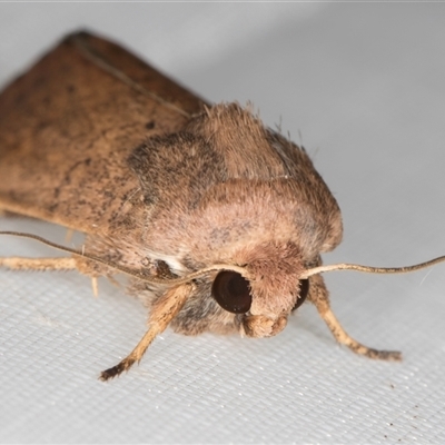 Proteuxoa porphyrescens (Red Noctuid) at Melba, ACT - 7 Mar 2025 by kasiaaus