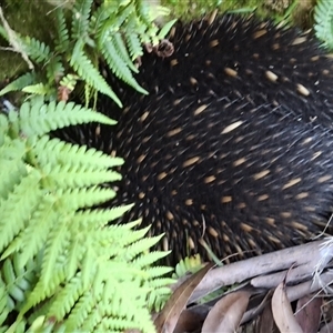 Tachyglossus aculeatus (Short-beaked Echidna) at Mongarlowe, NSW - 9 Mar 2025 by Dron