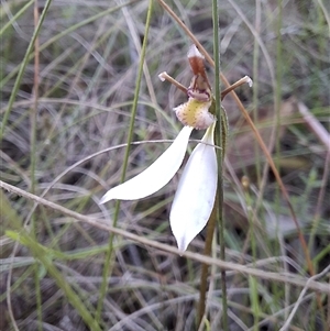 Eriochilus cucullatus (Parson's Bands) at Mongarlowe, NSW - 9 Mar 2025 by Dron