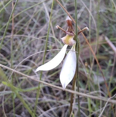 Eriochilus cucullatus (Parson's Bands) by Dron