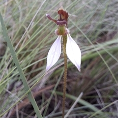 Eriochilus cucullatus at Mongarlowe, NSW - suppressed
