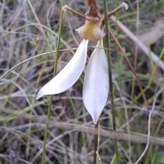 Eriochilus cucullatus at Mongarlowe, NSW - suppressed