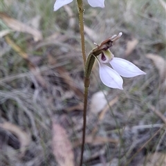 Eriochilus cucullatus at Mongarlowe, NSW - suppressed