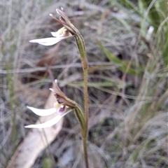 Eriochilus cucullatus at Mongarlowe, NSW - suppressed