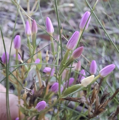 Centaurium erythraea (Common Centaury) at Mongarlowe, NSW - 9 Mar 2025 by Dron