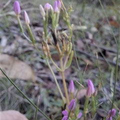 Centaurium erythraea at Mongarlowe, NSW - suppressed
