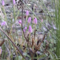 Centaurium erythraea at Mongarlowe, NSW - suppressed