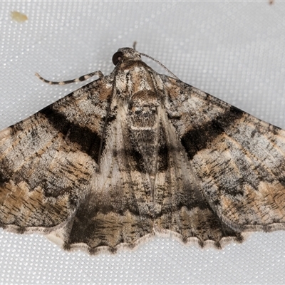 Gastrinodes argoplaca (Cryptic Bark Moth) at Melba, ACT - 7 Mar 2025 by kasiaaus