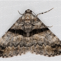 Gastrinodes argoplaca at Melba, ACT - 7 Mar 2025 11:22 PM