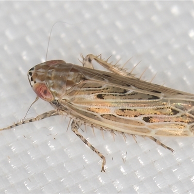 Maiestas vetus (A leafhopper) at Melba, ACT - 8 Mar 2025 by kasiaaus