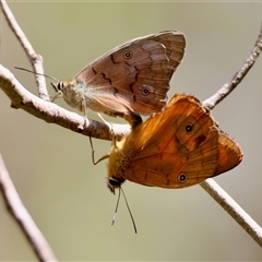 Heteronympha penelope (Shouldered Brown) at Mongarlowe, NSW - 6 Mar 2025 by LisaH