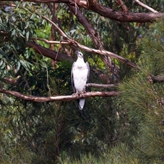 Haliaeetus leucogaster (White-bellied Sea-Eagle) at Jeremadra, NSW - 8 Mar 2025 by jb2602