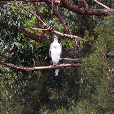 Haliaeetus leucogaster (White-bellied Sea-Eagle) at Jeremadra, NSW - 8 Mar 2025 by jb2602