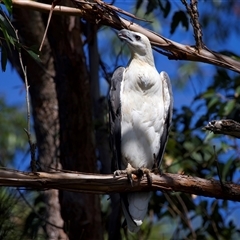 Icthyophaga leucogaster at Jeremadra, NSW - 8 Mar 2025 02:01 PM