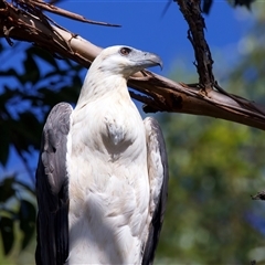 Icthyophaga leucogaster at Jeremadra, NSW - 8 Mar 2025 02:01 PM
