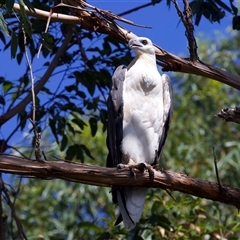 Icthyophaga leucogaster at Jeremadra, NSW - 8 Mar 2025 02:01 PM