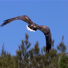 Icthyophaga leucogaster at Jeremadra, NSW - 8 Mar 2025 02:01 PM