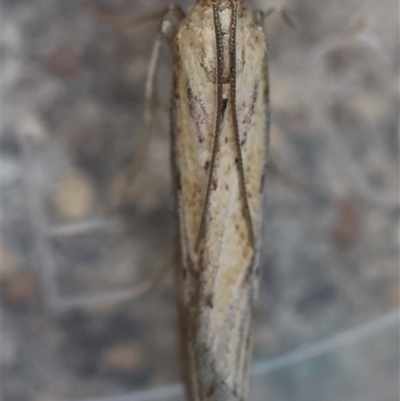 Faveria tritalis (Couchgrass Webworm) at Hughes, ACT - 3 Mar 2025 by LisaH